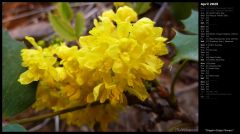 Oregon Grape Flowers