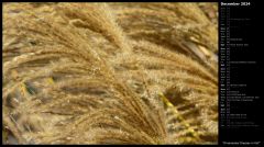 Ornamental Grasses in Fall