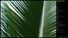 Overlapping Palm Fronds