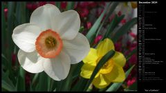 Pair of Daffodils