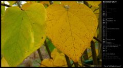 Pair of Fall Redbud Leaves