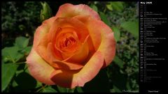 Peach Rose