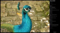 Peacock