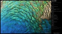 Peacock Feathers I