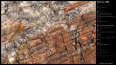 Petrified Log Closeup I