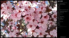 Pink Blossoms