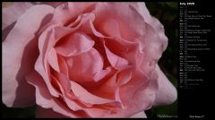 Pink Rose II