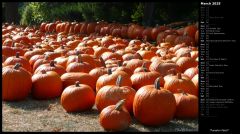 Pumpkin Patch