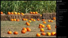 Pumpkins, Corn and Hay