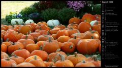 Pumpkins and Mums