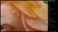 Raindrops on Rose Petals