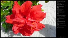 Red Double Hibiscus