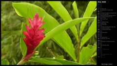 Red Ginger Flower