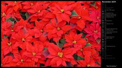 Red Poinsettias