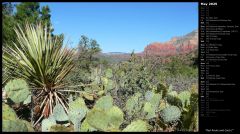 Red Rocks and Cacti I