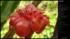 Red Torch Ginger