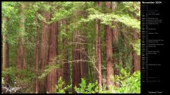 Redwood Trees