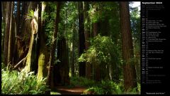 Redwoods and Ferns