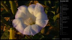 Sacred Datura Flower