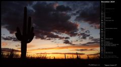 Saguaro Sunset III