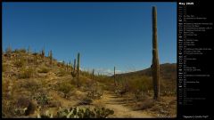 Saguaro's Carillo Trail