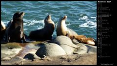 San Diego Sea Lions