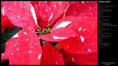 Shimmer Star Surprise Poinsettia