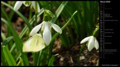 Small White on Snowdrop