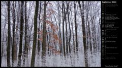 Snow Dusted Forest