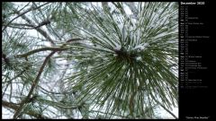 Snowy Pine Needles