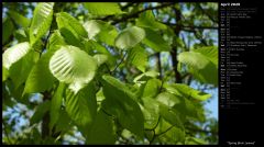 Spring Birch Leaves