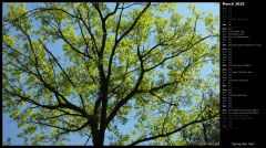 Spring Oak Tree