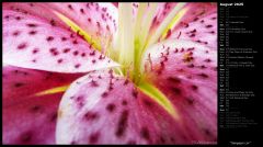 Stargazer Lily