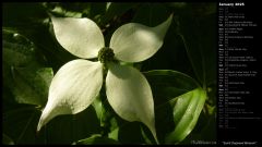 Sunlit Dogwood Blossom