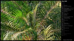 Sunset Lit Palm Fronds