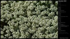 Sweet Alyssum Flowers