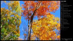 Three Shades of Colorful Fall Maple