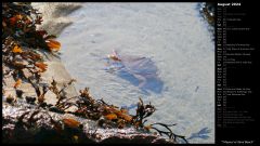 Tidepool at Sand Beach