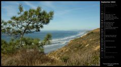 Torrey Pine and California Coastline