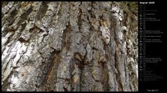 Tree Bark IV