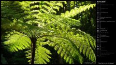 Tree Fern in the Rainforest