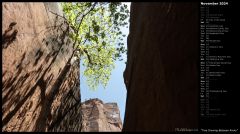 Tree Growing Between Rocks