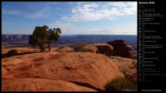 Tree Out of Red Rocks