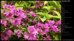 Tropical Purple Bougainvillea