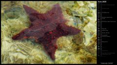 Underwater Starfish