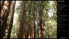 Up to Redwoods II