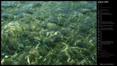 Water over Sea Grass I