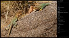 Western Collared Lizards