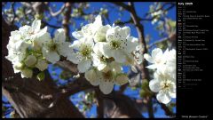 White Blossom Clusters