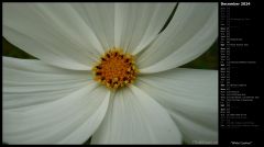 White Cosmos